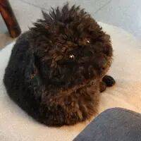 iOS、鸿蒙、PC 最近值得下载的 6 个 App